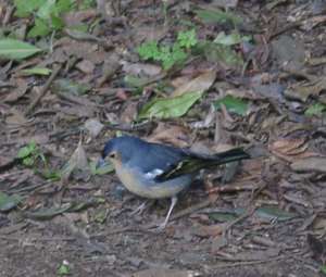 Vogel auf dem Rastplatz an der Ermita N.S. de Lourdes