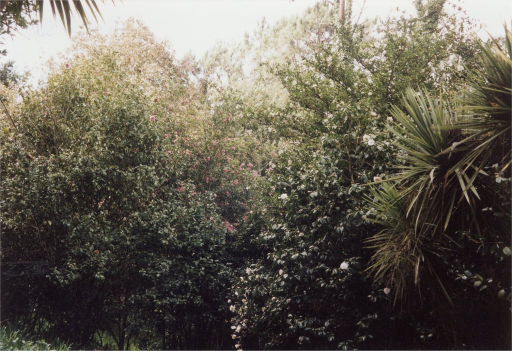 blühende Kamelien in Blandys Garden