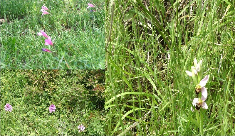 verschiedene Blumen: Gladiolen(links oben),Knabenkraut(links unten),Ragwurz(rechts)